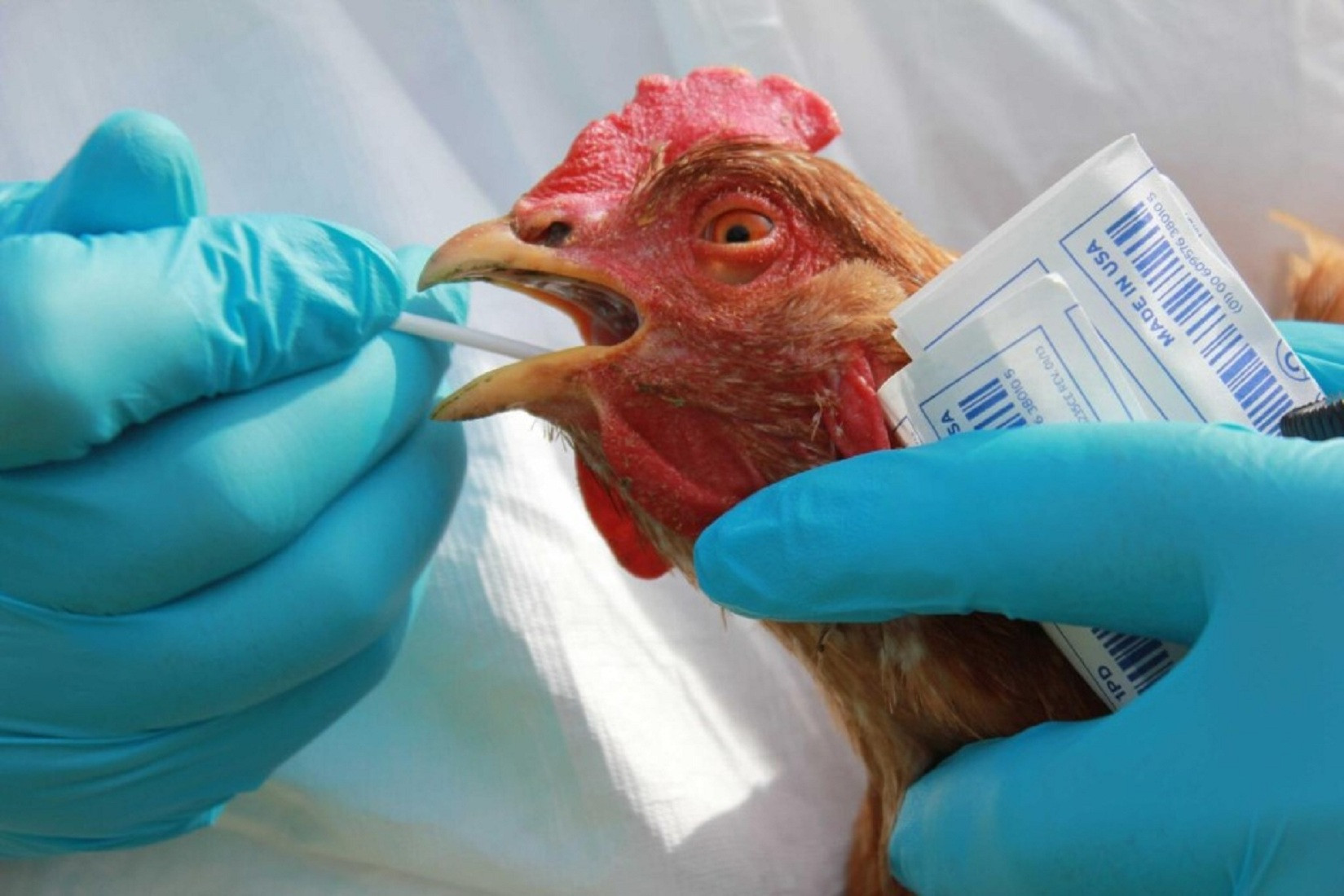 О предупреждении распространения гриппа птиц