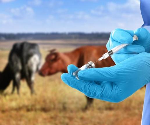 Профилактика особо опасных и заразных болезней животных