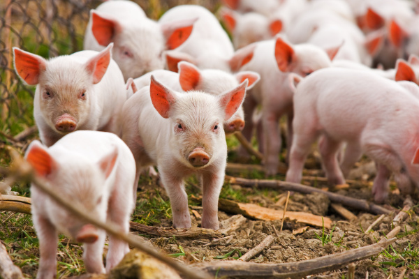 Информация об Африканской чуме свиней