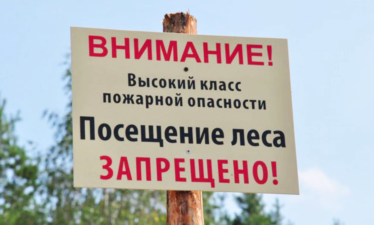 В Ростовской области действует режим ограничения пребывания граждан в лесах