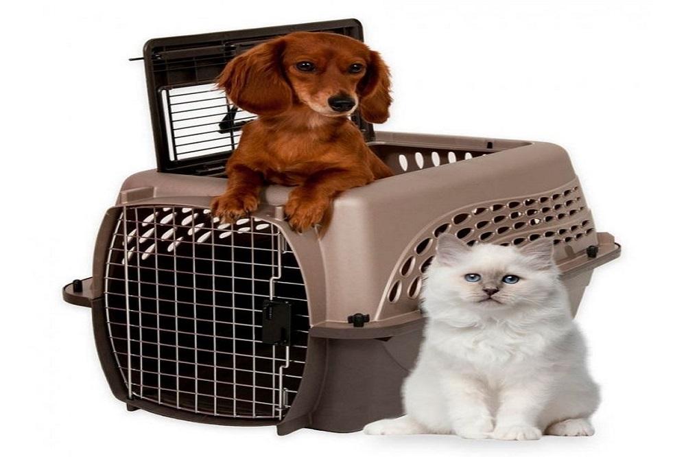 Перевозка мелких домашних (комнатных) животных, собак и птиц