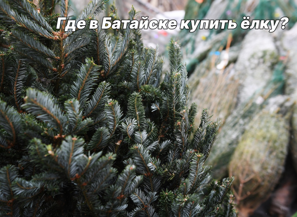 Где в Батайске купить елку?